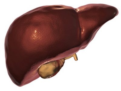 Healthy Liver