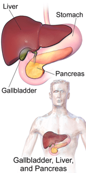 Liver With Gallbladder and Pancreas