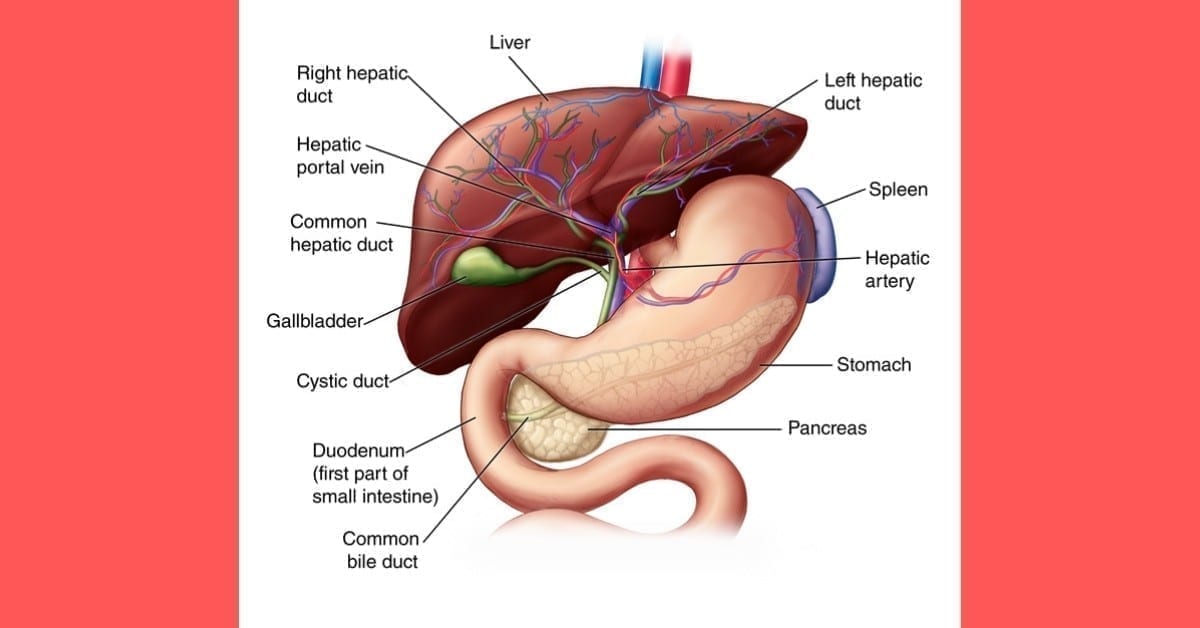 Rare Liver Disease Month Focus: Rare Forms of Liver Cancer